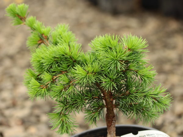 A low-growing cedar with a dwarf growth rate and bright green foliage. Slightly arching branches and a flattened top make this cedar a unique conifer.