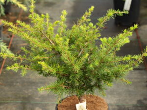 A slow-growing, somewhat spreading cedar with bright green foliage and long needles.