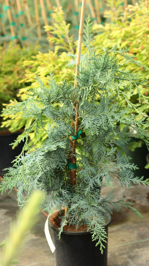 An upright, columnar variety with silvery blue and green foliage. Originated as a seedling selection.