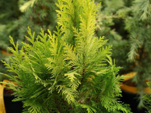 This upright conifer has feathery sprays of bright, golden-yellow foliage. A beautiful, narrow plant with gorgeous texture and color.
