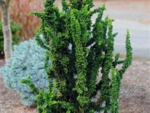 Juvenile foliage has a very unique appearance on this upright, miniature conifer. Dark green color and a very open habit make this plant a distinctive conifer for the rock garden or grown in a container.