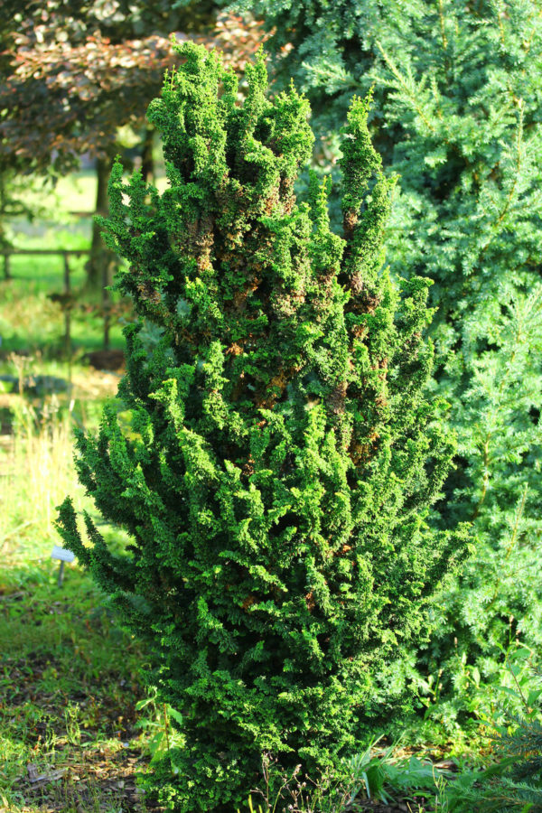 Juvenile foliage has a very unique appearance on this upright, miniature conifer. Dark green color and a very open habit make this plant a distinctive conifer for the rock garden or grown in a container.