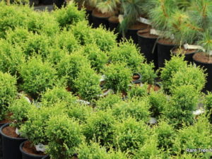 A globose conifer with fine, feathery foliage and cream-colored new growth.