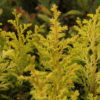 A slow-growing conifer with bright gold soft-textured foliage.