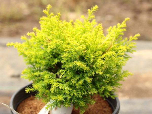 A slow-growing conifer with bright gold soft-textured foliage.