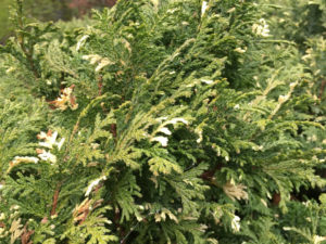 A low, mounding conifer with feathery green foliage and silver-white flecks of variegation evenly disbursed throughout.