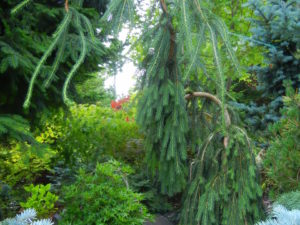 This peculiar spruce has the snake-branching attribute of 'Virgata' and the weeping habit of 'Reflexa'. A very unique, strictly weeping but sparsely-branched tree!