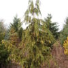 This pyramidal, pendulous tree has graceful foliage with creamy-yellow foliage distributed throughout. A beautiful form and coloration on this rare selection from Poland! This species was formerly and is still commonly thought to be in the Chamaecyparis genus. However, it readily hybridizes with other species of Cupressus and bears many similarities, so it is now taxonomically classified as a species of Cupressus. In the past, it was also known as Xanthocyparis nootkatensis and Callitropsis nootkatensis.