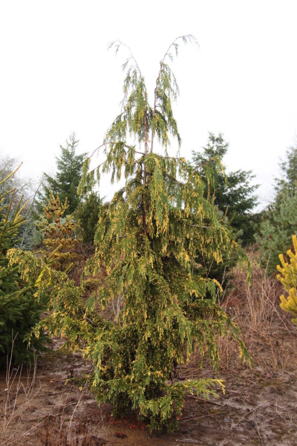 This pyramidal, pendulous tree has graceful foliage with creamy-yellow foliage distributed throughout. A beautiful form and coloration on this rare selection from Poland! This species was formerly and is still commonly thought to be in the Chamaecyparis genus. However, it readily hybridizes with other species of Cupressus and bears many similarities, so it is now taxonomically classified as a species of Cupressus. In the past, it was also known as Xanthocyparis nootkatensis and Callitropsis nootkatensis.