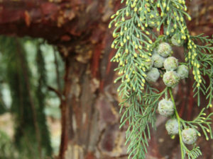 A fairly fast-growing tree with grayish, blue-green foliage. It is believed to be a hybrid between Cupressus arizonica var. glabra and Cupressus nootkatensis. As it ages, the drooping branches look nice with the orange-brown, somewhat exfoliating bark.