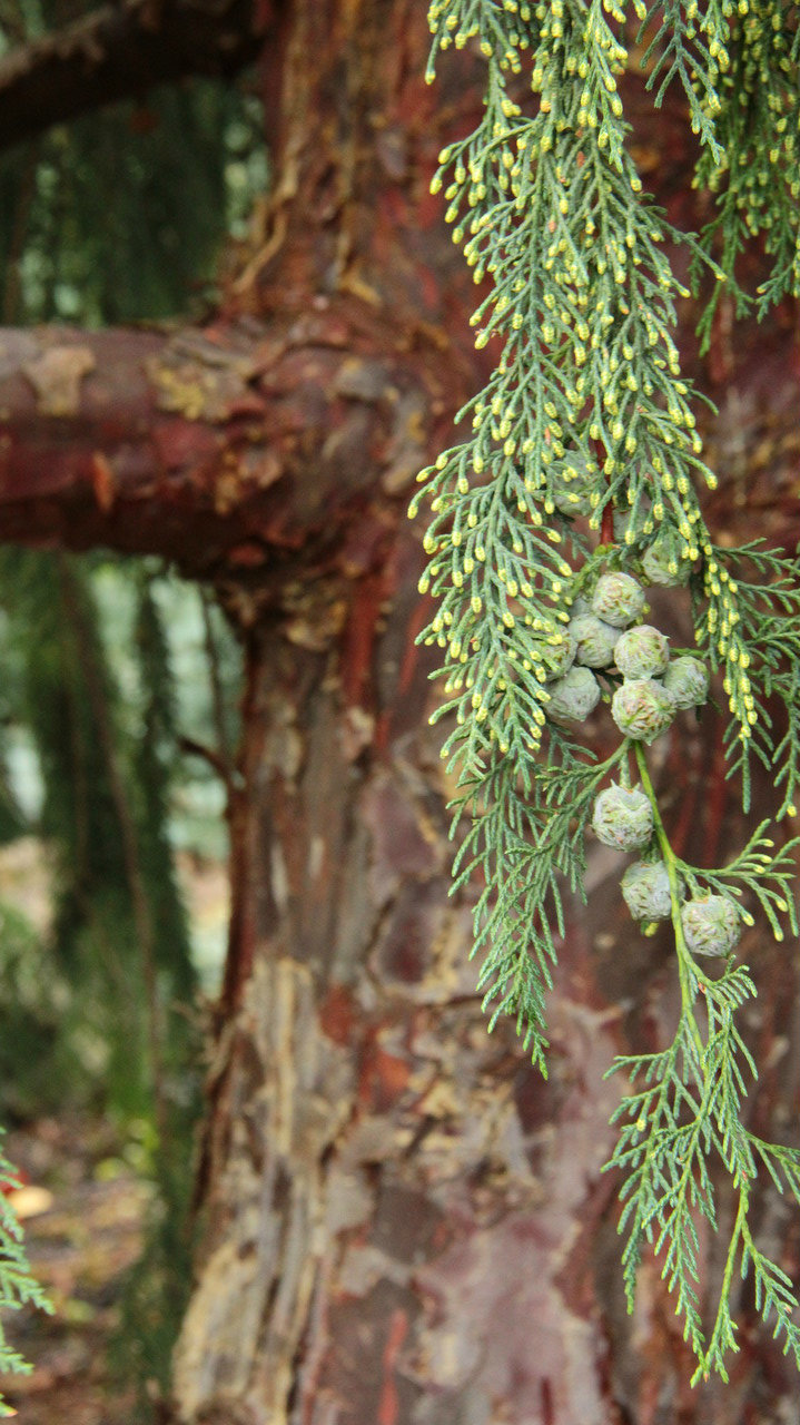 A fairly fast-growing tree with grayish, blue-green foliage. It is believed to be a hybrid between Cupressus arizonica var. glabra and Cupressus nootkatensis. As it ages, the drooping branches look nice with the orange-brown, somewhat exfoliating bark.