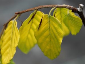 Golden-yellow leaves grow from drooping branches on this narrow, colorful selection of beech. Found as a sport on 'Pendula' in Holland.