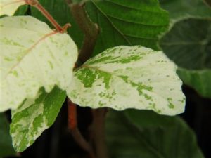 Subtly-variegated leaves are dotted with a creamy white color most evident on new growth.