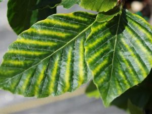Each leaf is striped with a varying amount of a creamy-yellow color, giving the tree an overall mottled appearance. Quite spectacular throughout the growing season.
