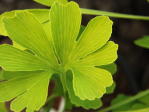 This outstanding ginkgo has the most distinct leaf venation of all. The lighter-colored lines give the appearance of zebra stripes! Also unique is the fact that the leaf is very large and has multiple lobes unlike the typical two-lobed leaves.