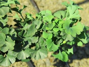 This compact ginkgo was found as a witch's broom in Wadsworth, Ohio by Bill Barger.