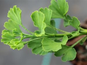 This globose ginkgo has a tidy, very neat appearance and beautiful, light-green leaves with ruffled margins. A choice, slow-growing variety that is fairly new!