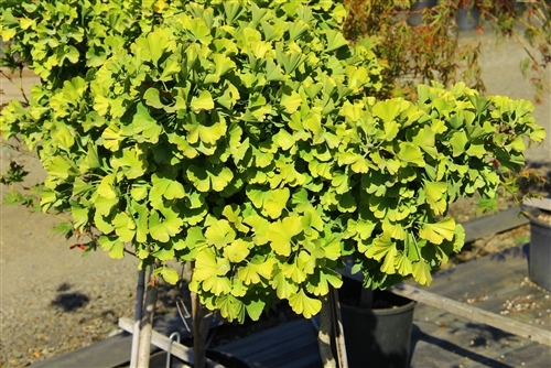 This slow-growing, globose ginkgo was found as a witch's broom. Bright green foliage turns a gorgeous yellow in fall. Very striking on such a dense variety!