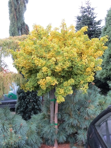 This dwarf Maidenhair Tree was discovered as a mutation in Holland in 1995. It has only recently been introduced, and grows very slowly with leaves of varying sizes.