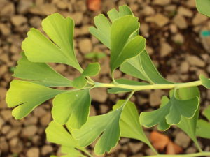This low, spreading variety of Ginkgo has a really unique form! Delicate leaves parade along the ground on horizontal branches.