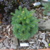 Appropriately named, this slow-growing, sub-alpine fir literally becomes a green globe. Its short, soft, green needles and rounded habit make a fantastic ball in a mid-sized garden.