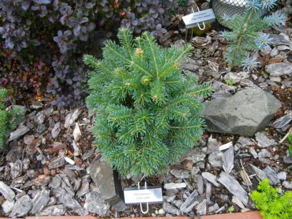 Appropriately named, this slow-growing, sub-alpine fir literally becomes a green globe. Its short, soft, green needles and rounded habit make a fantastic ball in a mid-sized garden.