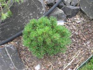 Bright green foliage on this mounding pine is set very densely. The compact, rounded growing habit makes this pine, originating as a witch's broom, a choice selection for any garden!
