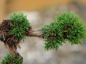 This fascinating dwarf larch has tufts of twisted needles spaced irregularly on the twisting, open branches. Grows to be an irregular dwarf. It originated as a root sprout in the Czech Republic in 1984.