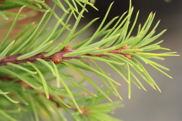 This slow-growing larch has a compact form and bright green foliage in the spring. A delightful dwarf deciduous conifer.