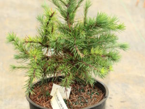 This slow-growing larch has a compact form and bright green foliage in the spring. A delightful dwarf deciduous conifer.