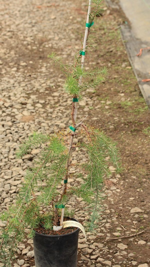 This prostrate-growing plant is a seedling selection from a larger, more open-growing tree called 'Varied Directions'. A very low, spreading larch that forms a carpet of copper foliage in the fall.