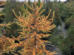 Bright green needles are borne on faster-growing, sometimes twisted branches. This unique larch is a nice, slower-growing alternative to 'Diana'.
