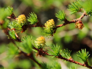 Dainty, yellow-green cones are perched amidst the fresh green tufts of needles on the ascending branches of this narrow, vigorously-upright larch before turning to brown, giving the appearance of paper lanterns hanging from the bare branches in winter.