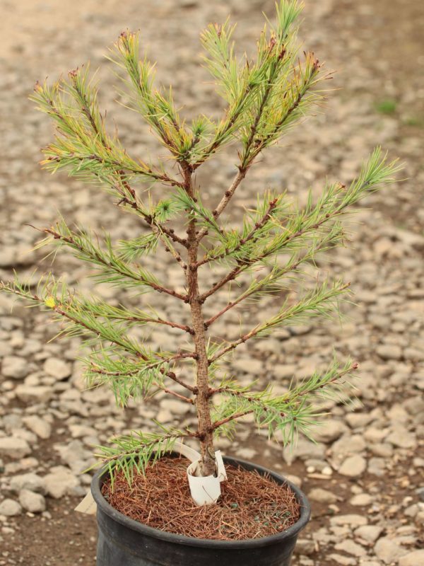 A compact, pyramidal larch with bright green foliage. A unique shape for a dwarf, deciduous conifer. Fall color is a glowing yellow-orange.