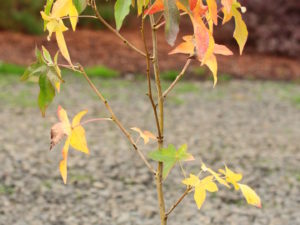 Leaves on this sweet gum have the appearance of being dusted by a bright golden-yellow variegation. A uniquely patterned and beautifully-colored tree.
