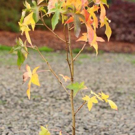 Leaves on this sweet gum have the appearance of being dusted by a bright golden-yellow variegation. A uniquely patterned and beautifully-colored tree.