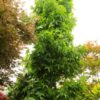 Large, light-green leaves densely cover the upright branches of this narrow broadleaf tree. This tree will remain narrow as it gets taller with age. An excellent vertical accent in a formal landscape.