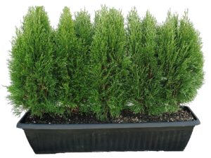 Little Simon is a dwarf selection of Emerald Green Arborvitae. It boasts lovely year-round green color, dense growth, and a small size when mature. It grows about 3” per year and is easy to maintain. Little Simon is a good replacement for low boxwood hedges that have been infected with Boxwood Blight.