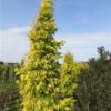 Deciduous. A narrow upright with golden-yellow foliage. Can really brighten a landscape! Also known by it's Japanese names 'Ogon' meaning "gold" and 'Golden Ogi' meaning "golden mantle." Fast growing.
