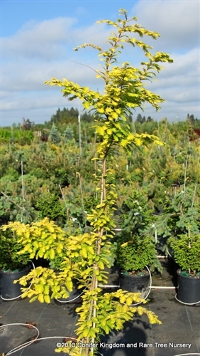 Deciduous. A narrow upright with golden-yellow foliage. Can really brighten a landscape! Also known by it's Japanese names 'Ogon' meaning "gold" and 'Golden Ogi' meaning "golden mantle." Fast growing.