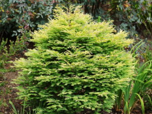 Deciduous. A dwarf globose form with cream-yellow foliage with reddish branchlet highlights. Can burn in full sun. Sold under the name of 'Schirrmann's Nordlicht' in Europe.
