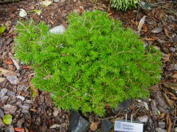 A great rock garden, trough or container plant, this miniature Korean fir forms a dense globe of green needles with silvery undersides. With growth of only 1" a year, the tiny ball provides year-round interest in a small space.
