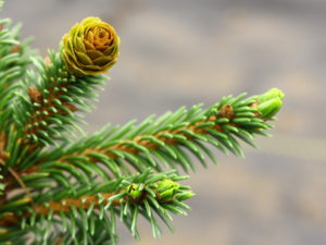 This slow-growing spruce was found as a witch's broom on Picea abies 'Acrocona' at Gee Farms.