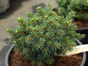 A slow-growing, fairly flat spruce with very short, blue-green needles. The miniature growth and somewhat unique color make this a delightful selection for any small garden. Found as a witch's broom in Corunna, MI.