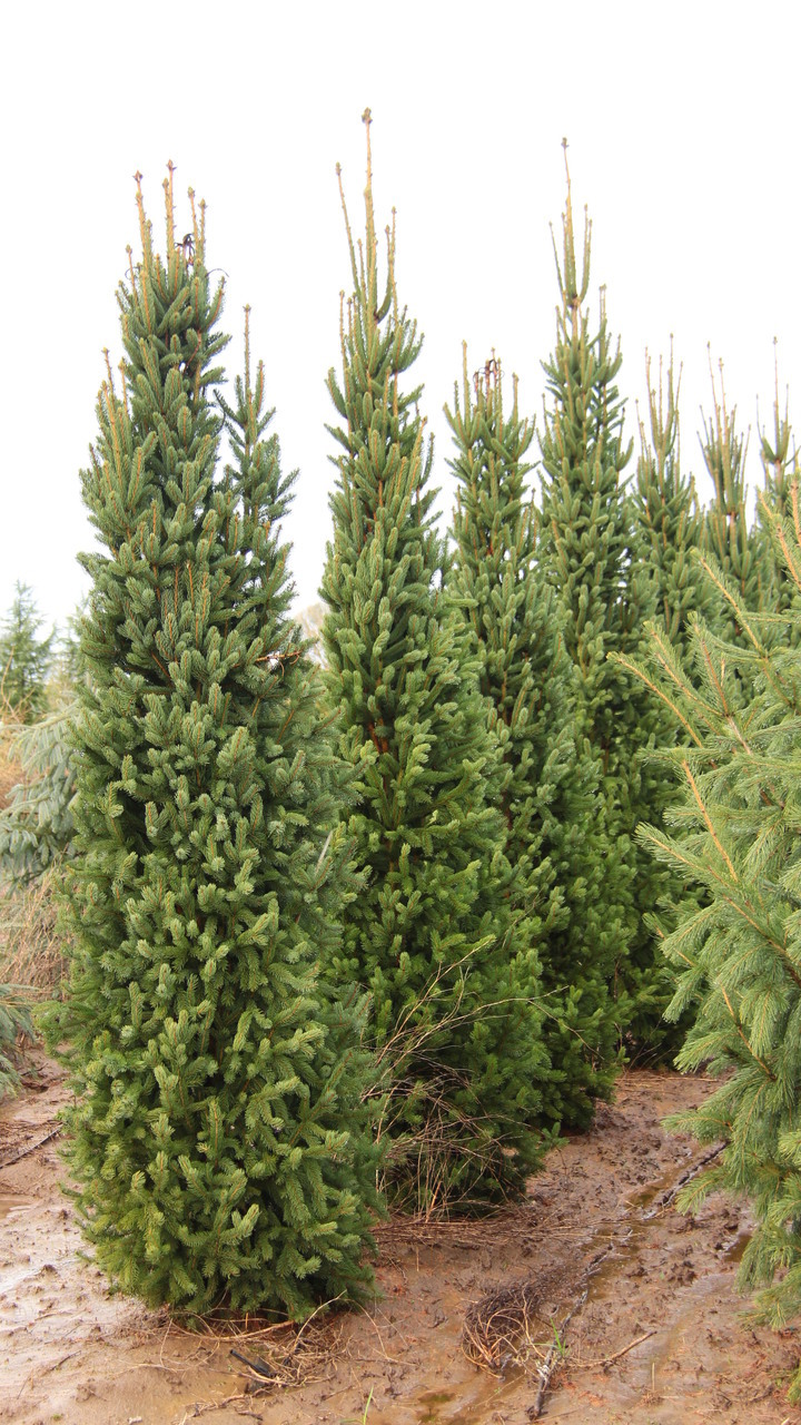 A columnar form with dark green foliage. Stiff branches held close to the trunk allow this cultivar to withstand snow load better than most columnar evergreens.