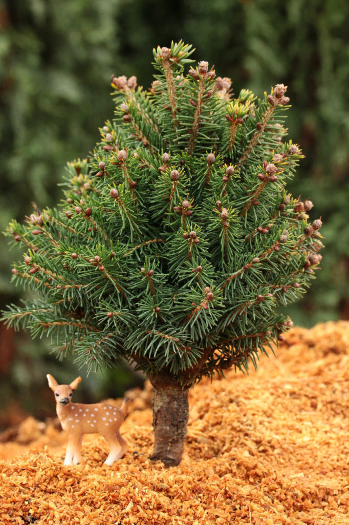 This tidy, slow-growing form of Norway Spruce makes a dense, globose dwarf. Its rich green needles and choice growth habit make it an excellent rock garden selection.