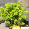 This tidy, slow-growing form of Norway Spruce makes a dense, globose dwarf. Its rich green needles and choice growth habit make it an excellent rock garden selection.