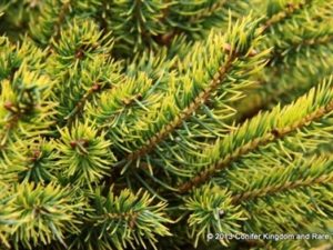 A very unique-colored spruce, having golden tones sprinkled throughout the foliage. The diminutive needles and the upright growth add to the beauty of this dwarf tree.