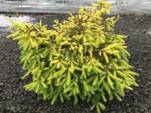 The weeping habit of this golden spruce is very much like that of 'Formanek'. Gracefully-cascading branches can spill over rocks or ramble along the ground, creating a lush yellow carpet. Older plants have a tendency to decorate themselves in magenta cones like that of its parent, 'Acrocona'.