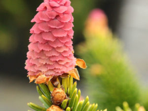 This cultivar was found as a witch's broom on Picea abies 'Acrocona' (a cultivar known for its cone production). This miniature form also produces cones but the tiny branches have a slight twist to them. Its small size and cone production make it a fascinating dwarf spruce.